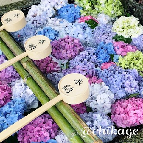 コンバンハ ちかげ【熟女コ...（47）