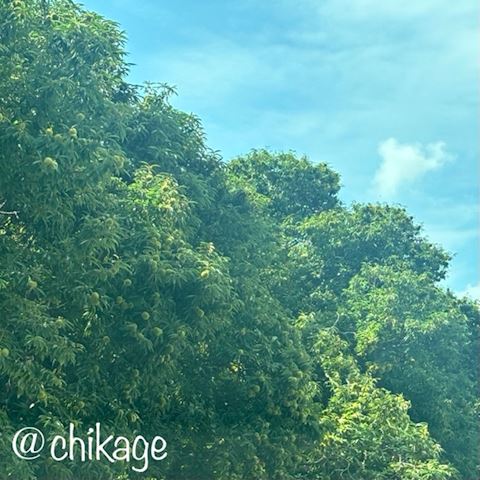ちかげ【熟女コース】