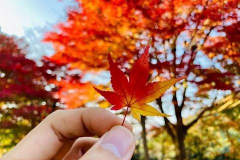こはく【若妻コース】
