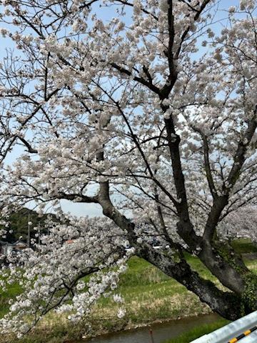 みこ【マダムコース】