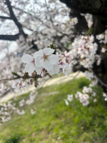 みこ【マダムコース】