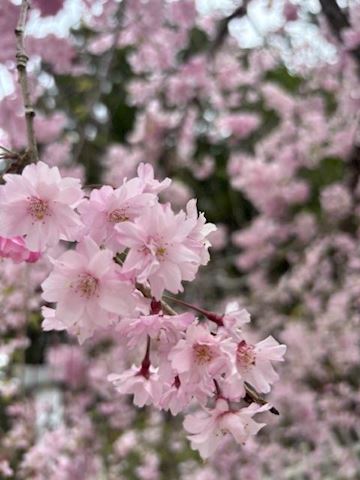 みこ【マダムコース】