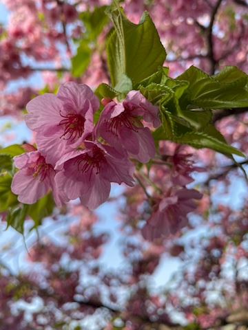 みこ【マダムコース】