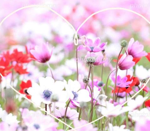 もね【熟女コース】