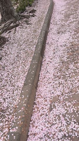 ここ【若妻コース】