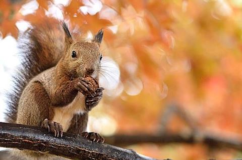こゆき【マダムコース】