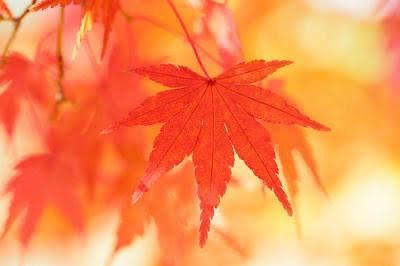 こゆき【マダムコース】