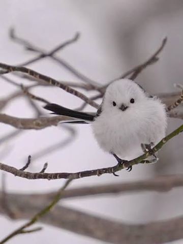 こゆき【マダムコース】