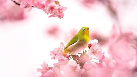 こゆき【マダムコース】