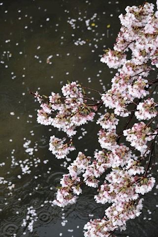 koyuki? こゆき【マダム...（36）