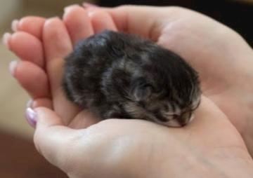 あみ【マダムコース】