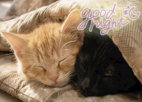 あみ【マダムコース】