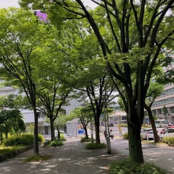 さゆき【マダムコース】