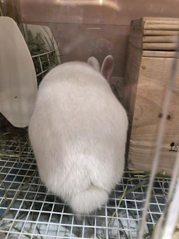 さゆき【マダムコース】