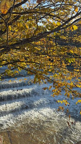 ひまわり【マダムコース】