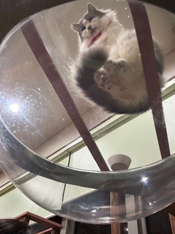 うる【マダムコース】