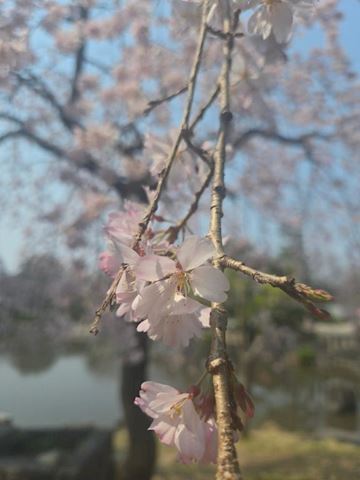 まお【マダムコース】