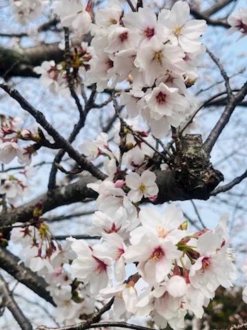 すずらん【マダムコース】