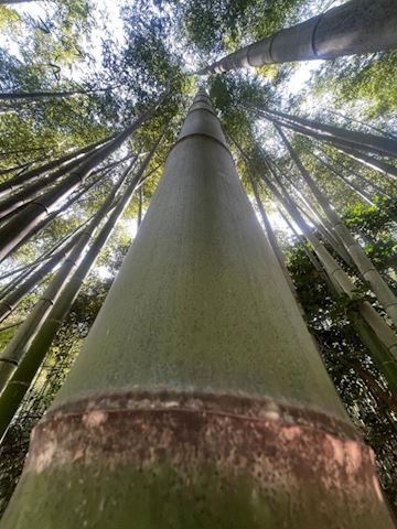 ねね【熟女コース】