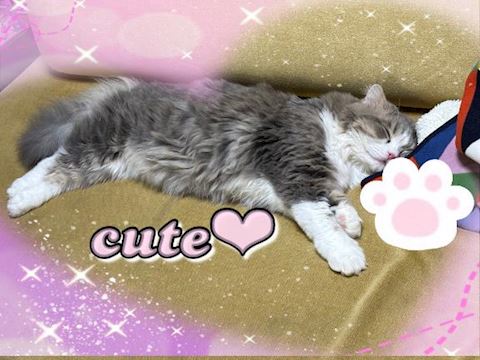 ねね【熟女コース】