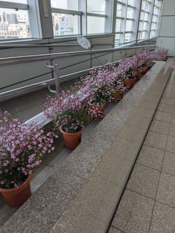 みみ【プレミアコース】