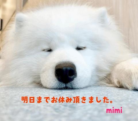 みみ【プレミアコース】