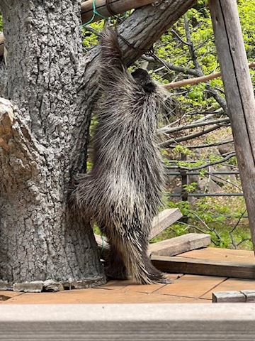 すずめ【プレミアコース】