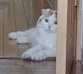 【り　せ】7月10日デビュー
